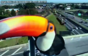 Em um momento do vídeo, um dos tucanos parece tentar devorar a câmera