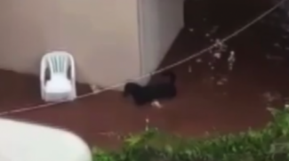 Apesar do salvamento, um terceiro cão está desaparecido