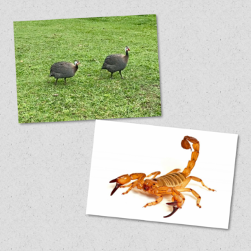 Escorpião
