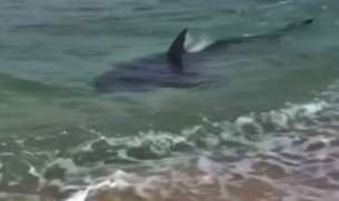 Vídeo flagrou o animal em região de banho de turistas